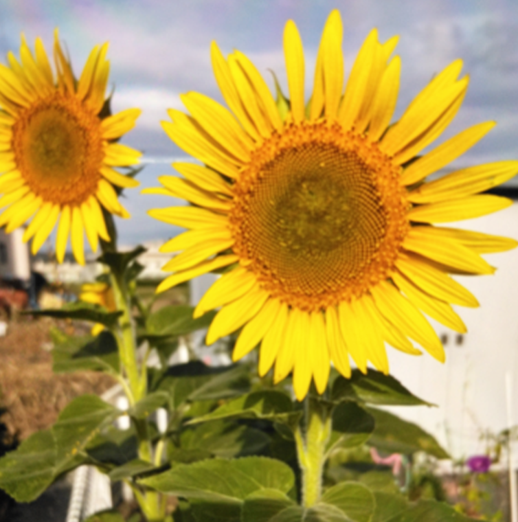 福島ひまわり里親プロジェクト　ひまわりの画像